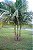 Palmeira Real (Mudas) Archontophoenix alexandrae - Imagem 1