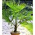Palmeira Moinho de Vento (Sementes)  Trachycarpus fortunei - Imagem 1