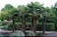 Palmeira Moinho de Vento (Sementes)  Trachycarpus fortunei - Imagem 2