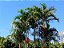 Palmeira Carpentaria (Mudas) Carpentaria acuminata - Imagem 1