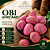 Obi Africano (Cola acuminata) – Semente Natural por Unidade - Imagem 3