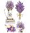 Transfer de Imagem Small - Lavanda - TIS-009 - Imagem 1