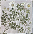 Guardanapo - 668101 - Flores e Folhas - 33x33cm - Imagem 1