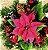 Guardanapo - G2N-004 - Red Poinsettia - 33x33cm - Imagem 1