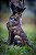COLEIRA PUPPYS STILO - Imagem 4