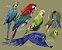 Pôster Aves do Pantanal - Imagem 2