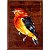 Uirapuru-laranja - arte em madeira Bio & Mãe Terra - Imagem 1