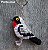 Saíra-apunhalada - chaveiro Pássaros Caparaó ponto-cruz - Imagem 1