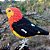 Uirapuru-laranja - miniatura Pássaros Caparaó ponto-cruz - Imagem 1