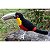 Tucano-de-bico-verde - miniatura Pássaros Caparaó ponto-cruz - Imagem 1