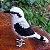 Lavadeira-mascarada - miniatura Pássaros Caparaó ponto-cruz - Imagem 1