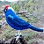 Sanhaço-frade - miniatura Pássaros Caparaó ponto-cruz - Imagem 1