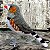 Mandarim - miniatura Pássaros Caparaó ponto-cruz - Imagem 1