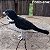 Coleirinho - miniatura Pássaros Caparaó ponto-cruz - Imagem 1