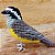Cambacica - miniatura Pássaros Caparaó ponto-cruz - Imagem 1