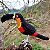 Tucano-de-bico-preto - miniatura Pássaros Caparaó ponto-cruz - Imagem 1