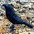 Corvo - miniatura Pássaros Caparaó ponto-cruz - Imagem 1