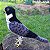 Falcão-peregrino - miniatura Pássaros Caparaó ponto-cruz - Imagem 1