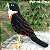 Falcão-de-peito-laranja - miniatura Pássaros Caparaó ponto-cruz - Imagem 1
