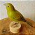 Canário-da-terra - Miniatura em madeira Valdeir José - Imagem 6