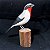 Saíra-apunhalada - Miniatura em madeira Valdeir José - Imagem 1