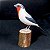 Saíra-apunhalada - Miniatura em madeira Valdeir José - Imagem 2