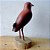 Sanã-vermelha - Miniatura em madeira Valdeir José - Imagem 3