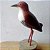 Sanã-vermelha - Miniatura em madeira Valdeir José - Imagem 2