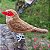 Bico-de-lacre - miniatura Pássaros Caparaó ponto-cruz - Imagem 1