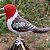 Cardeal-do-nordeste - miniatura Pássaros Caparaó ponto-cruz - Imagem 1