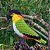 Marianinha-de-cabeça-preta - miniatura Pássaros Caparaó ponto-cruz - Imagem 1
