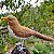Sabiá-poca - miniatura Pássaros Caparaó ponto-cruz - Imagem 1
