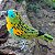 Saíra-lagarta - miniatura Pássaros Caparaó ponto-cruz - Imagem 1