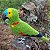 Papagaio-verdadeiro - miniatura Pássaros Caparaó ponto-cruz - Imagem 1