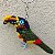 Araçari-castanho - chaveiro Pássaros Caparaó ponto cruz - Imagem 1