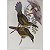 Araçari-de-garganta-branca - pôster coleção arte naturalista - Imagem 1