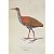 Saracura-do-mato - pôster coleção arte naturalista - Imagem 1