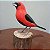 Pipira-de-máscara - Miniatura madeira Valdeir José - Imagem 3