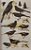 New World Blackbirds: The Icterids - USADO - Imagem 6