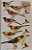 New World Blackbirds: The Icterids - USADO - Imagem 7