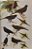 New World Blackbirds: The Icterids - USADO - Imagem 8