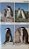 Seabirds of the World - A Photographic Guide - USADO - Imagem 7