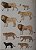 Handbook of the Mammals of the World - vol.1 Carnivores - USADO - Imagem 8