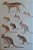 Handbook of the Mammals of the World - vol.5 Monotremes and Marsupials - USADO - Imagem 5