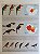 Illustrated Checklist of the Birds of the World Vol.1 Non-Passerines - USADO - Imagem 5