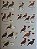 Illustrated Checklist of the Birds of the World Vol.1 Non-Passerines - USADO - Imagem 8