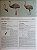 Handbook of the Birds of the World Vol.1 Ostrich to Ducks - USADO - Imagem 5