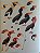 Handbook of the Birds of the World Vol.6 Mousebirds to Hornbills - USADO - Imagem 3