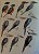 Handbook of the Birds of the World Vol.6 Mousebirds to Hornbills - USADO - Imagem 6