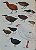 Handbook of the Birds of the World Vol.7 Jacamars to Woodpeckers - USADO - Imagem 5